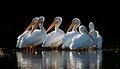 Pelicans Back Lit.jpg